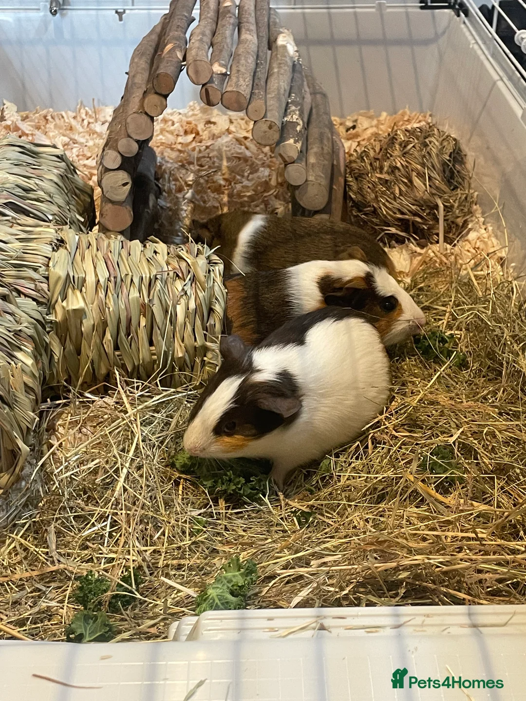 Guinea Pig rodents for sale: Baby boars - Advert 2