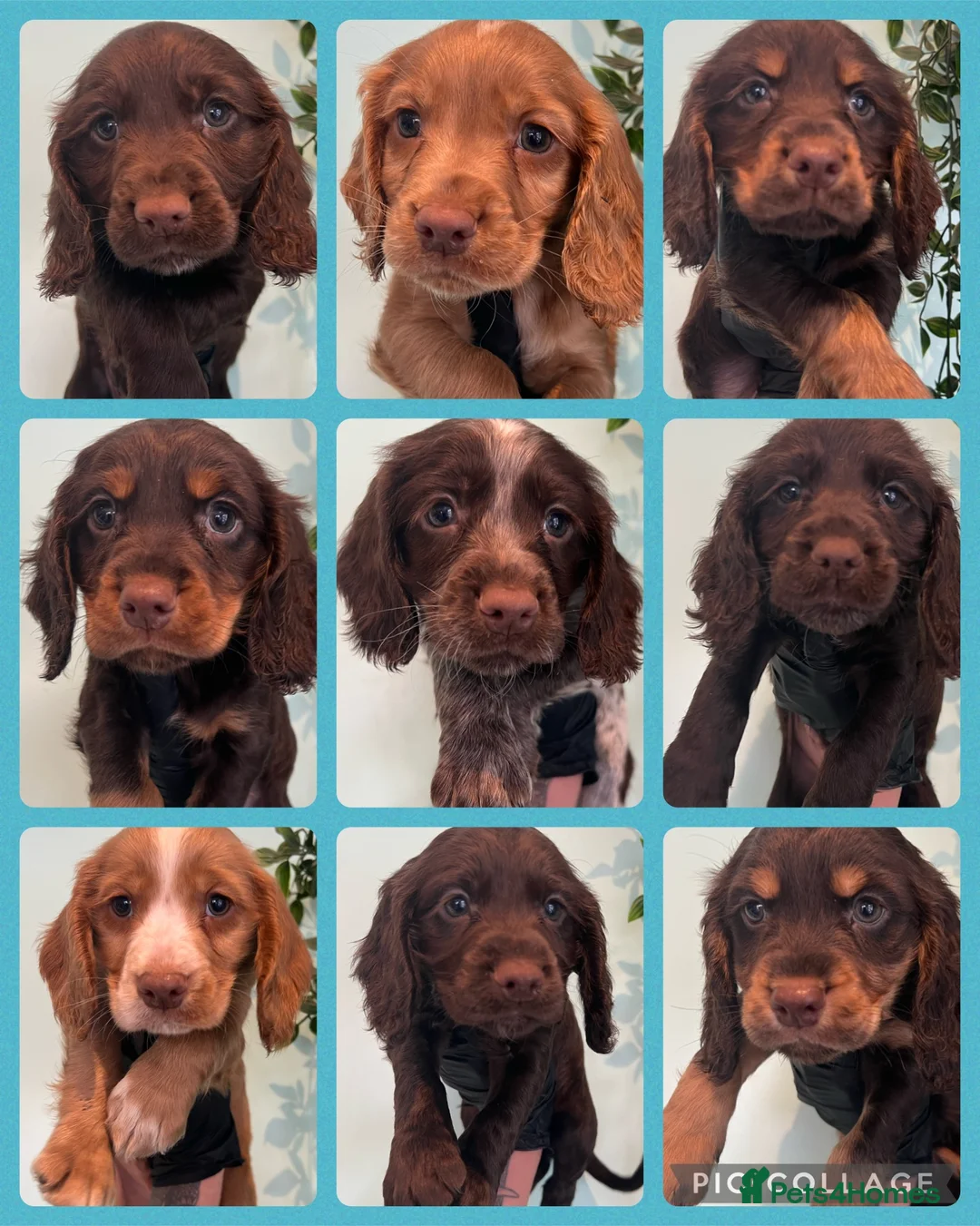 Cocker Spaniel dogs for stud: George - Professional Stud Service  in Eastleigh - Advert 21