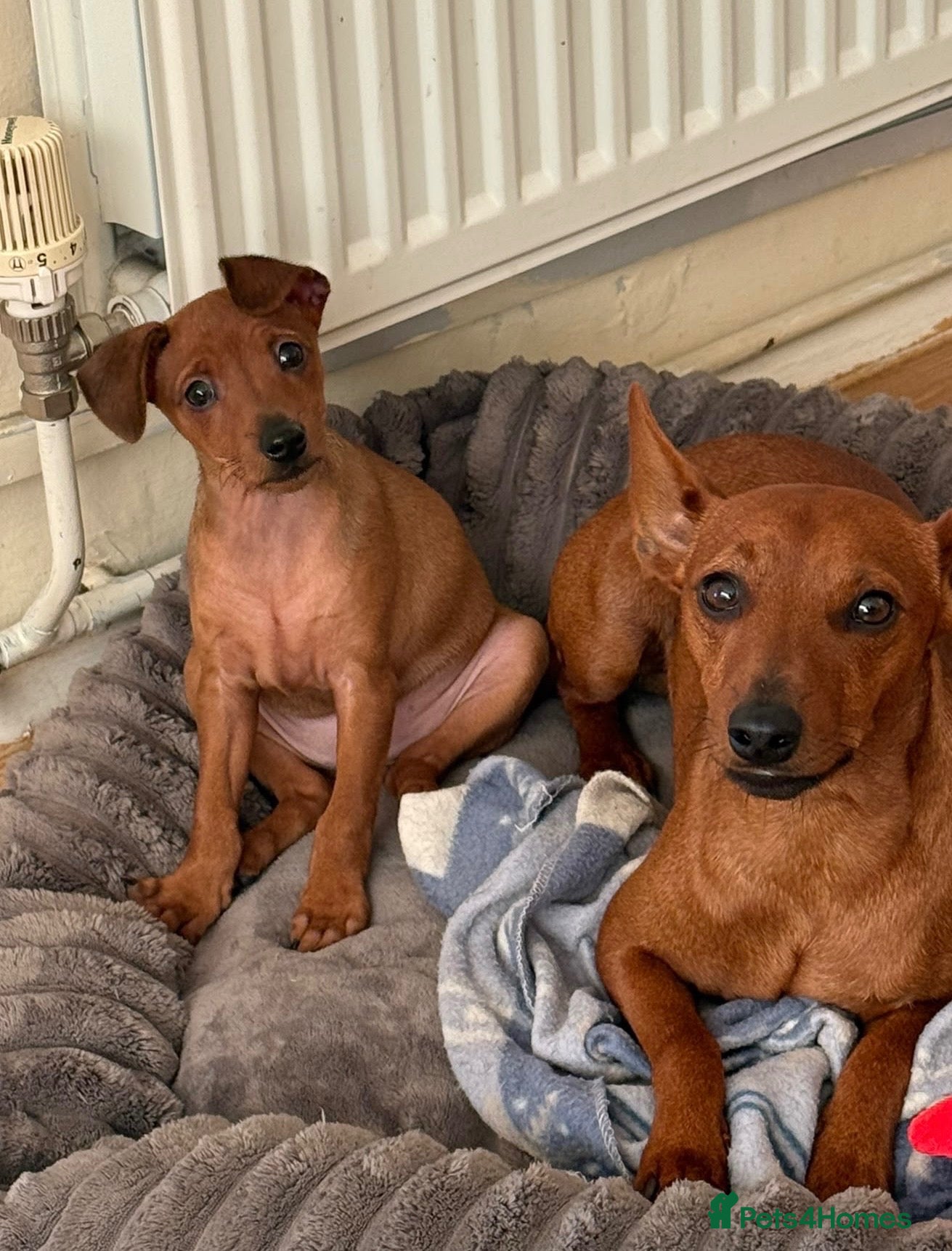 Miniature Pinscher dogs Miniature Pinscher Girl Puppy Last One Available🐶 - Advert 2