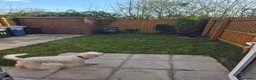 Cockapoo dogs for sale: Male cockapoo in Leyland - Advert 4
