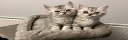 British Shorthair cats for sale: Adorable Kittens for Sale – Ready for Loving Homes - Advert 11