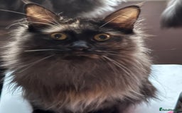 Maine Coon cats for sale: 3/4 Main Coon cross 1/4 British Shorthair - Image 2