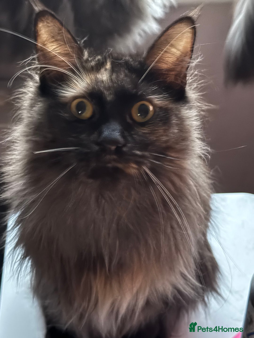 Maine Coon cats for sale: 3/4 Main Coon cross 1/4 British Shorthair - Image 2