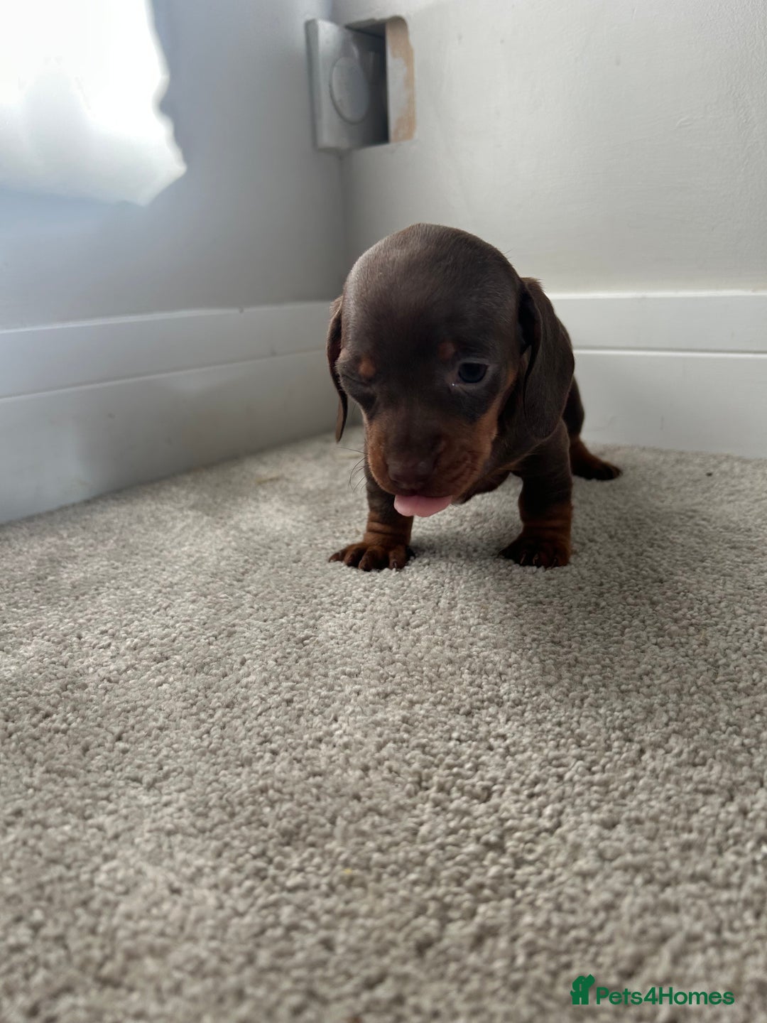 Miniature Dachshund dogs for sale: Miniature Dachshund babies  - Advert 24