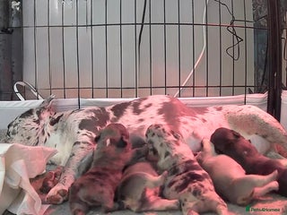 French Bulldog dogs - Advert 26