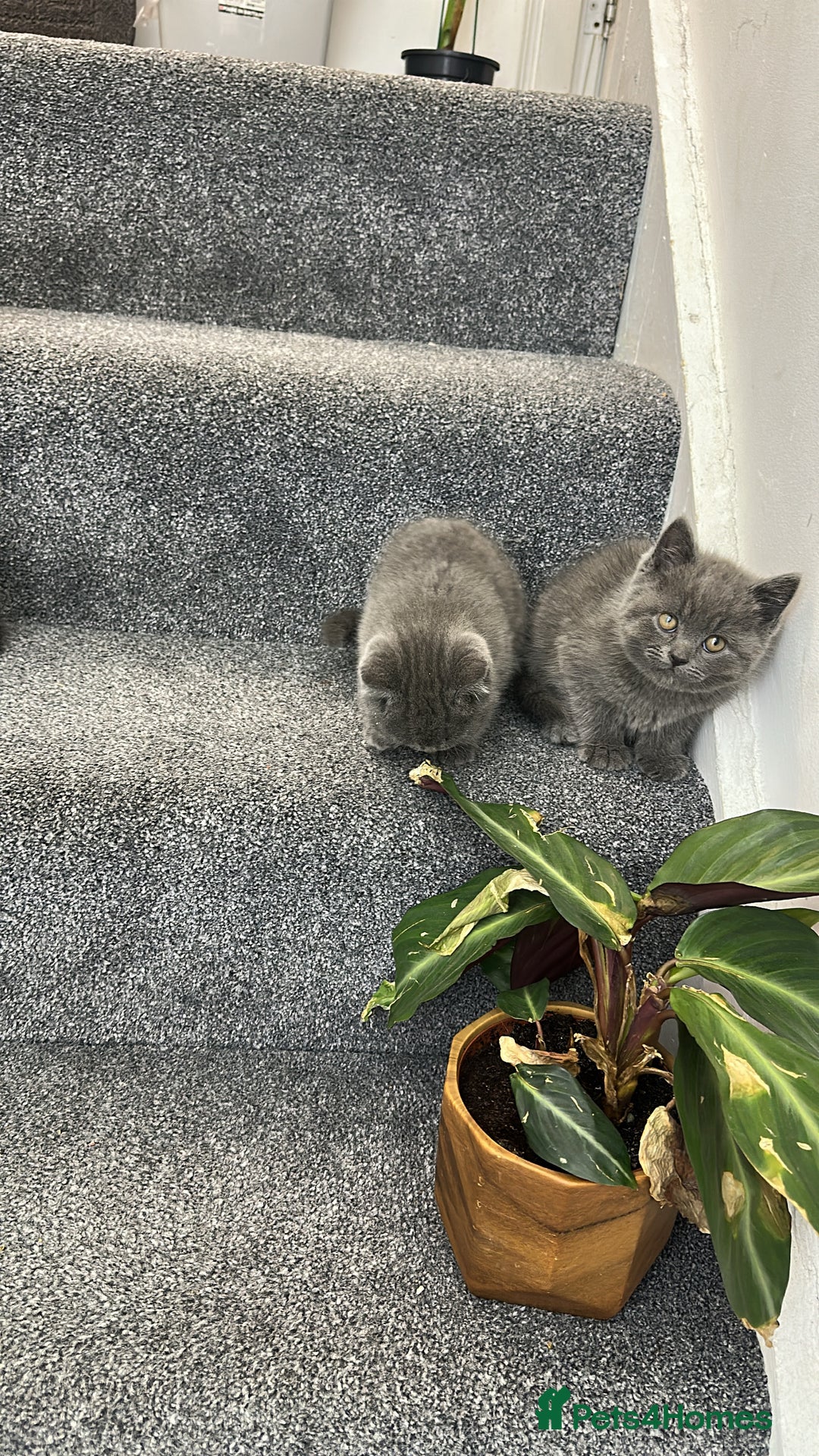 British Shorthair cats for sale: British Shorhair kittens!!! - Advert 6