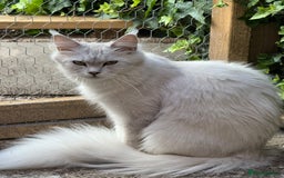 Maine Coon cats for sale: Perfect Maine Coon kittens from Shaded parents  - Image 13