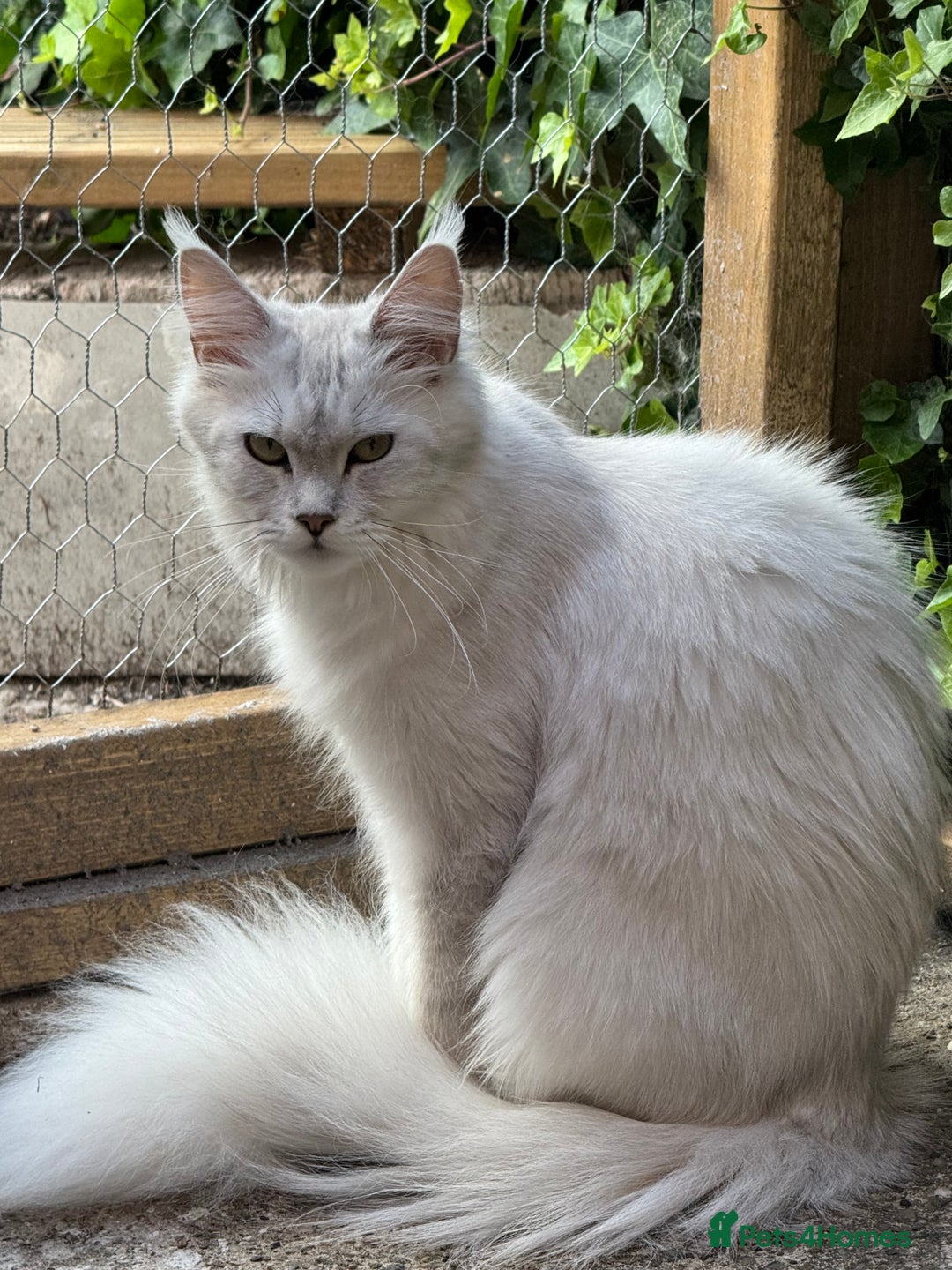 Maine Coon cats for sale: Perfect Maine Coon kittens from Shaded parents  - Image 13