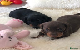 Miniature Dachshund dogs for sale: Kc reg min  Dachshund babies  - Image 20