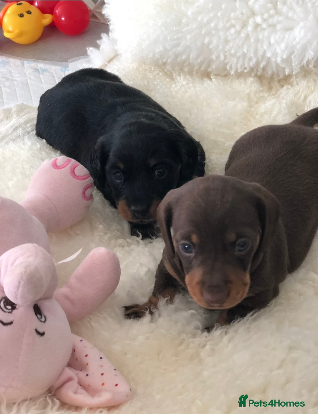 Miniature Dachshund dogs for sale: Kc reg min  Dachshund babies  - Image 20