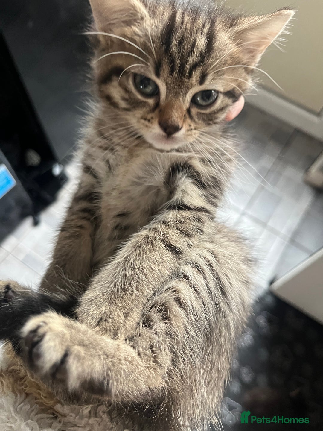 Mixed Breed cats for sale: 3 beautiful kittens ❤️ - Advert 3