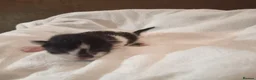 American Shorthair cats for sale: 6 gorgeous mix breed kittens  in Stafford - Advert 2