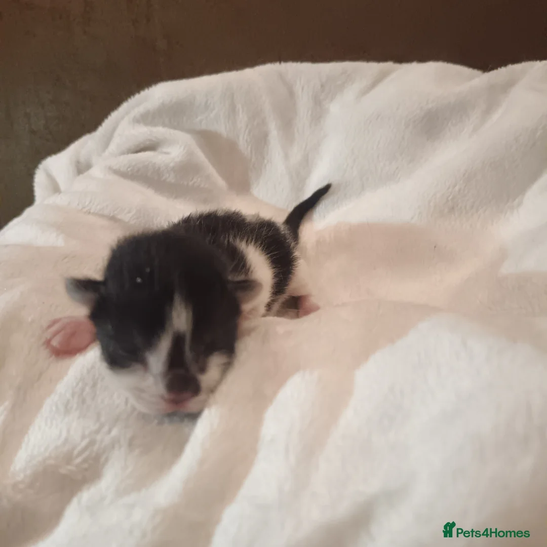 American Shorthair cats for sale: 6 gorgeous mix breed kittens  in Stafford - Advert 2