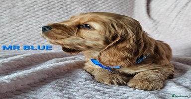 Cocker Spaniel dogs Stunning! Golden Kc Show Type Cocker Spaniels. - Advert 4