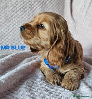Cocker Spaniel dogs Stunning! Golden Kc Show Type Cocker Spaniels. - Advert 6