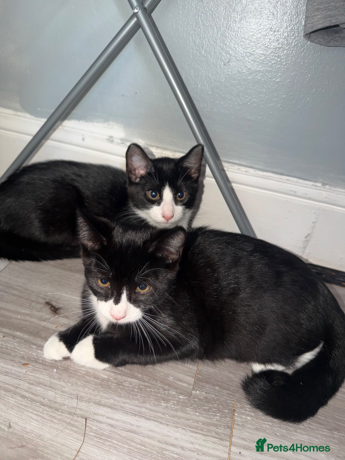 Mixed Breed cats have 1 female kitten  - Advert 1