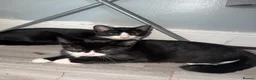Mixed Breed cats for sale: have 1 female kitten  - Advert 1