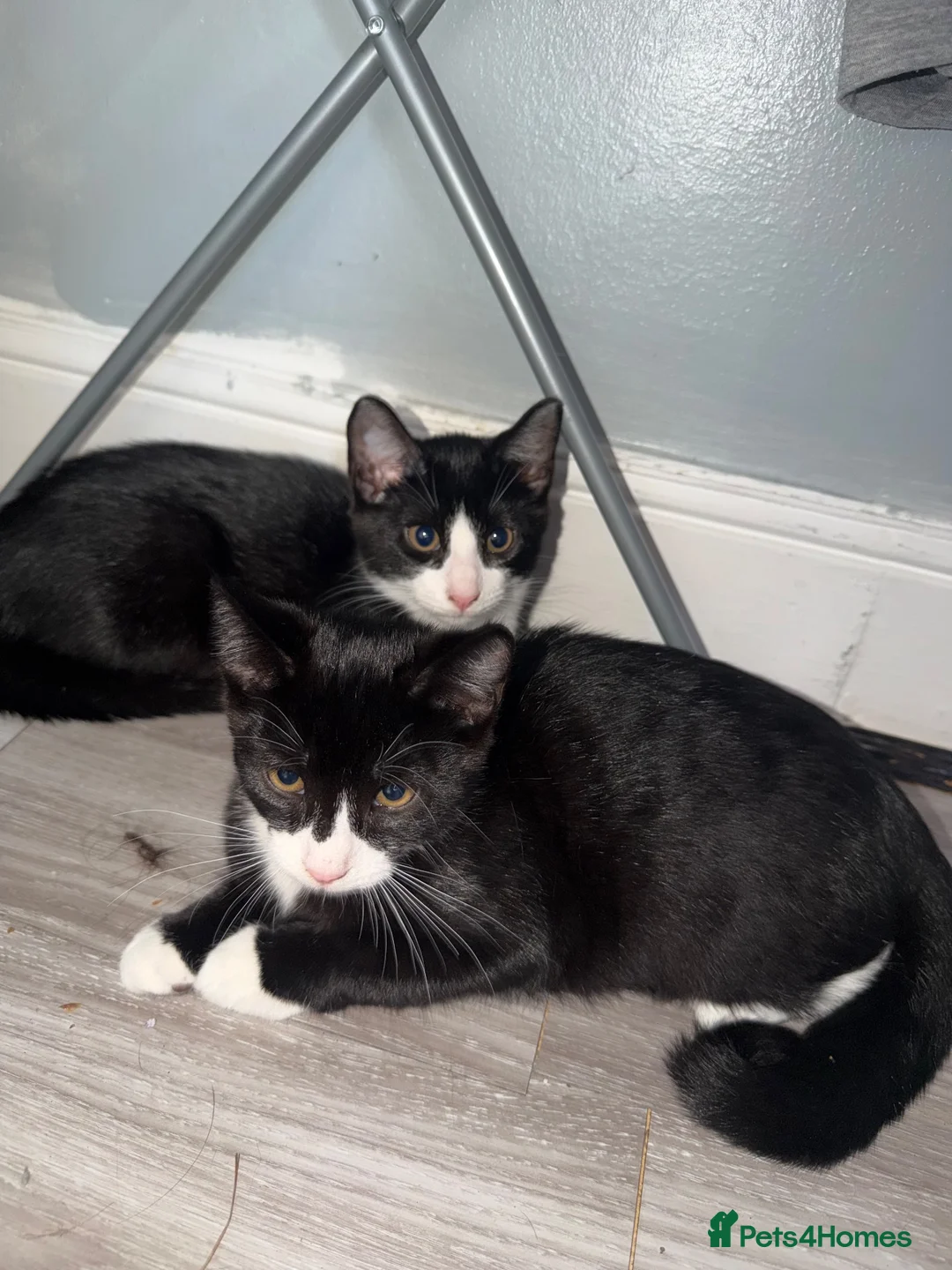 Mixed Breed cats for sale: have 1 female kitten  - Advert 1