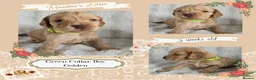 Cocker Spaniel dogs for sale: Pedigree Cocker Spaniel Puppies  - Advert 8