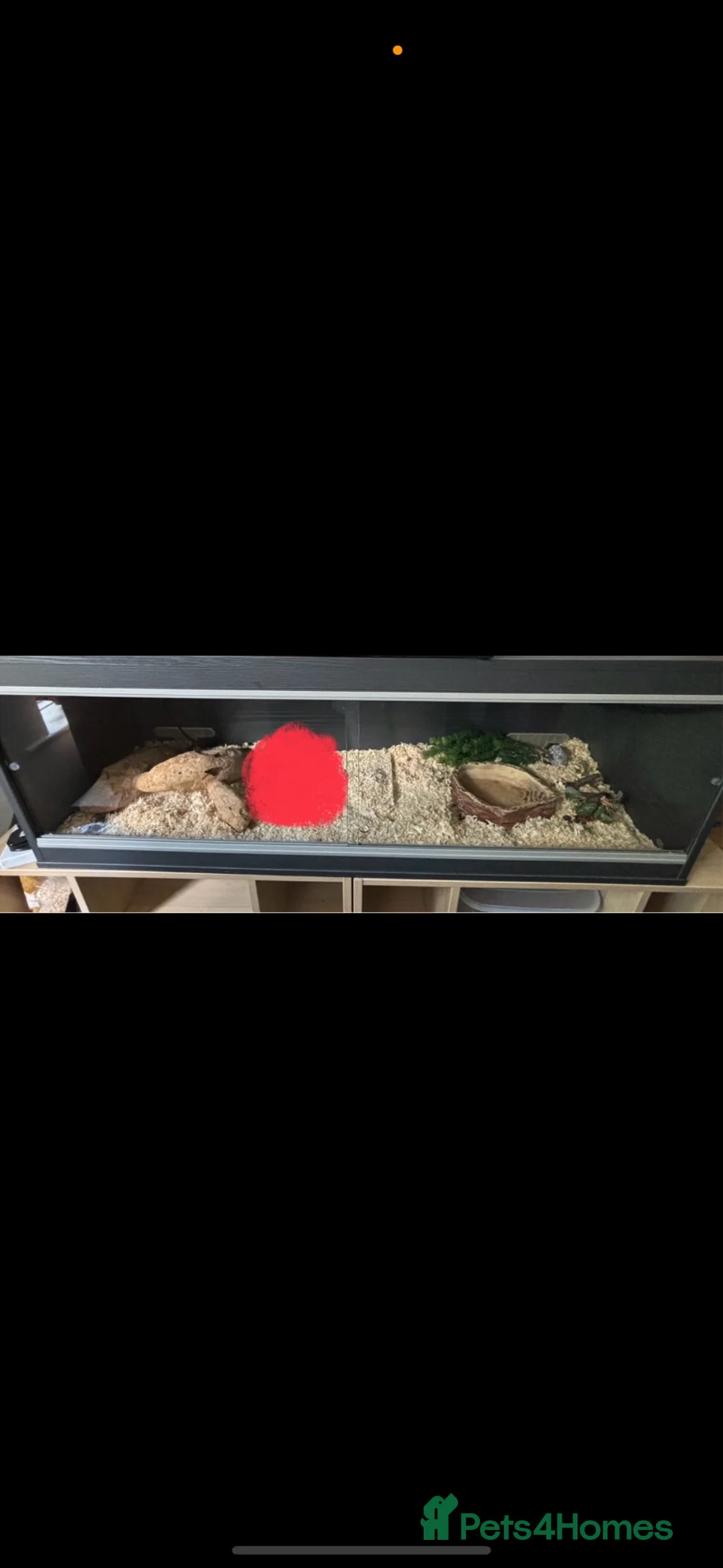 Corn Snake reptiles for sale: Corn snake and viv full set up - Advert 1