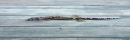 Leopard Gecko reptiles for sale: Reptile rack and breeding groups available  - Advert 12