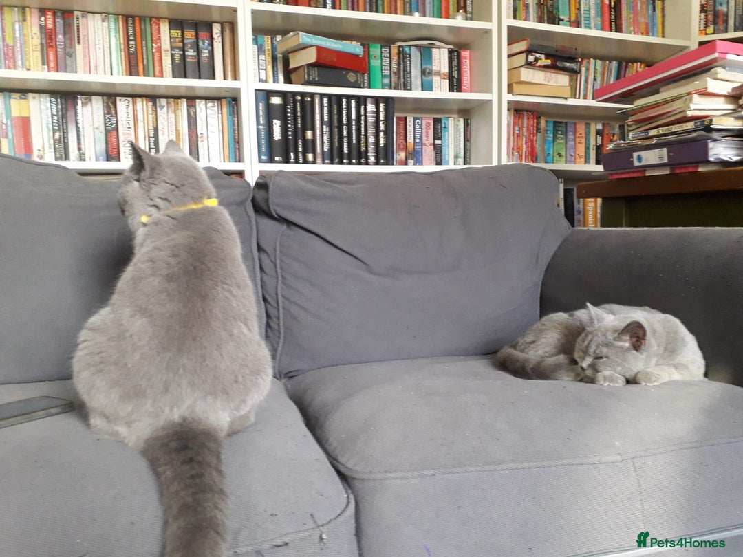 British Shorthair cats for sale: British Shorthair kittens - Advert 6