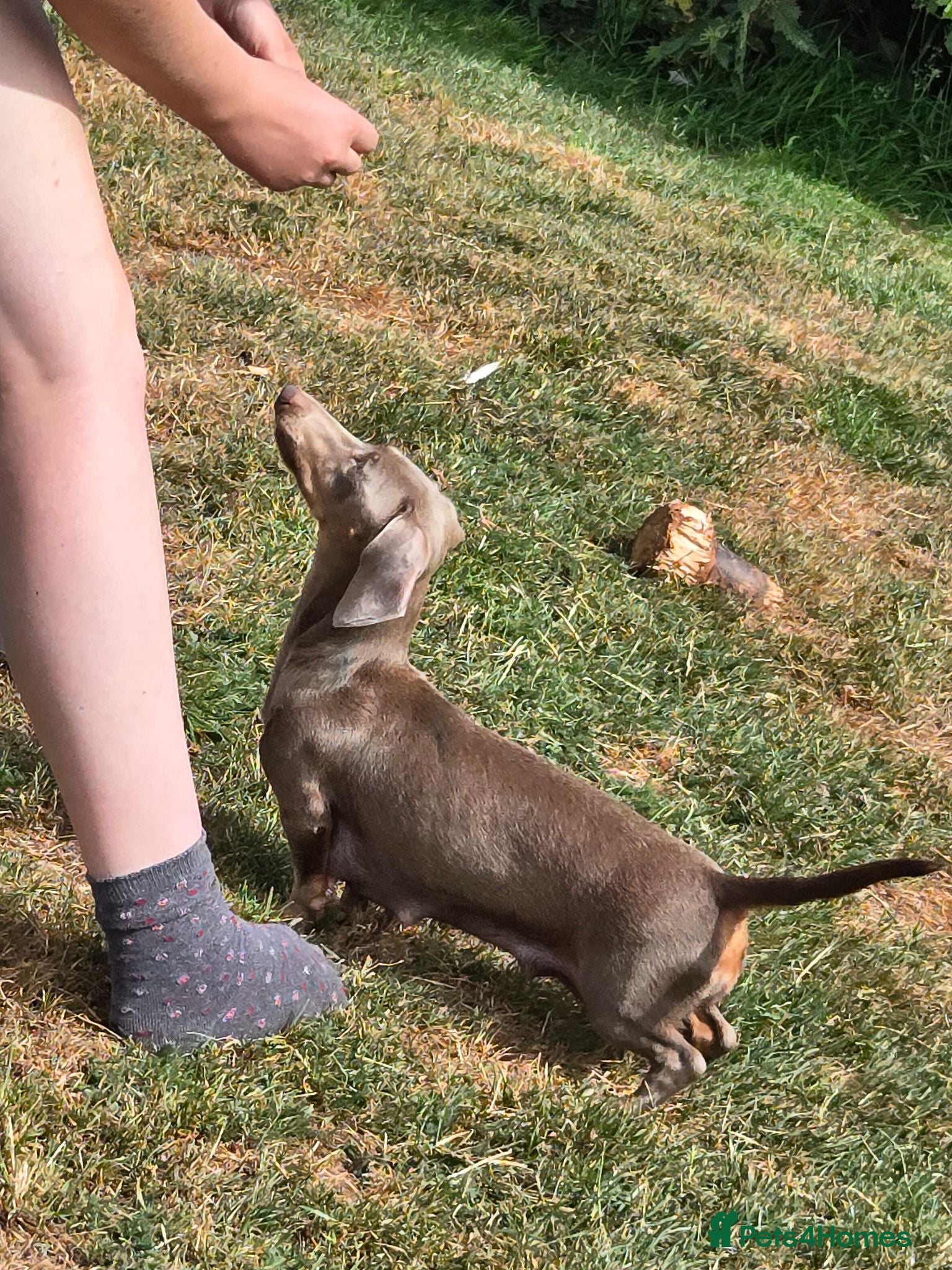 Miniature Dachshund dogs Gorgeous litter of miniature dachshunds - Advert 1