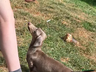Miniature Dachshund dogs Gorgeous litter of miniature dachshunds - Advert 11