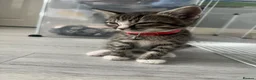 Mixed Breed cats for sale: Tabby kittens for sale in London - Advert 9