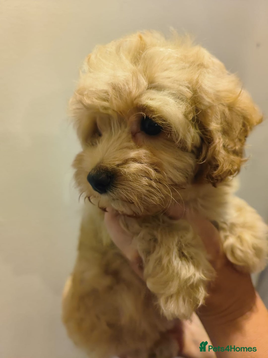 Maltipoo dogs for sale: Tiny maltipoo puppies - Image 8