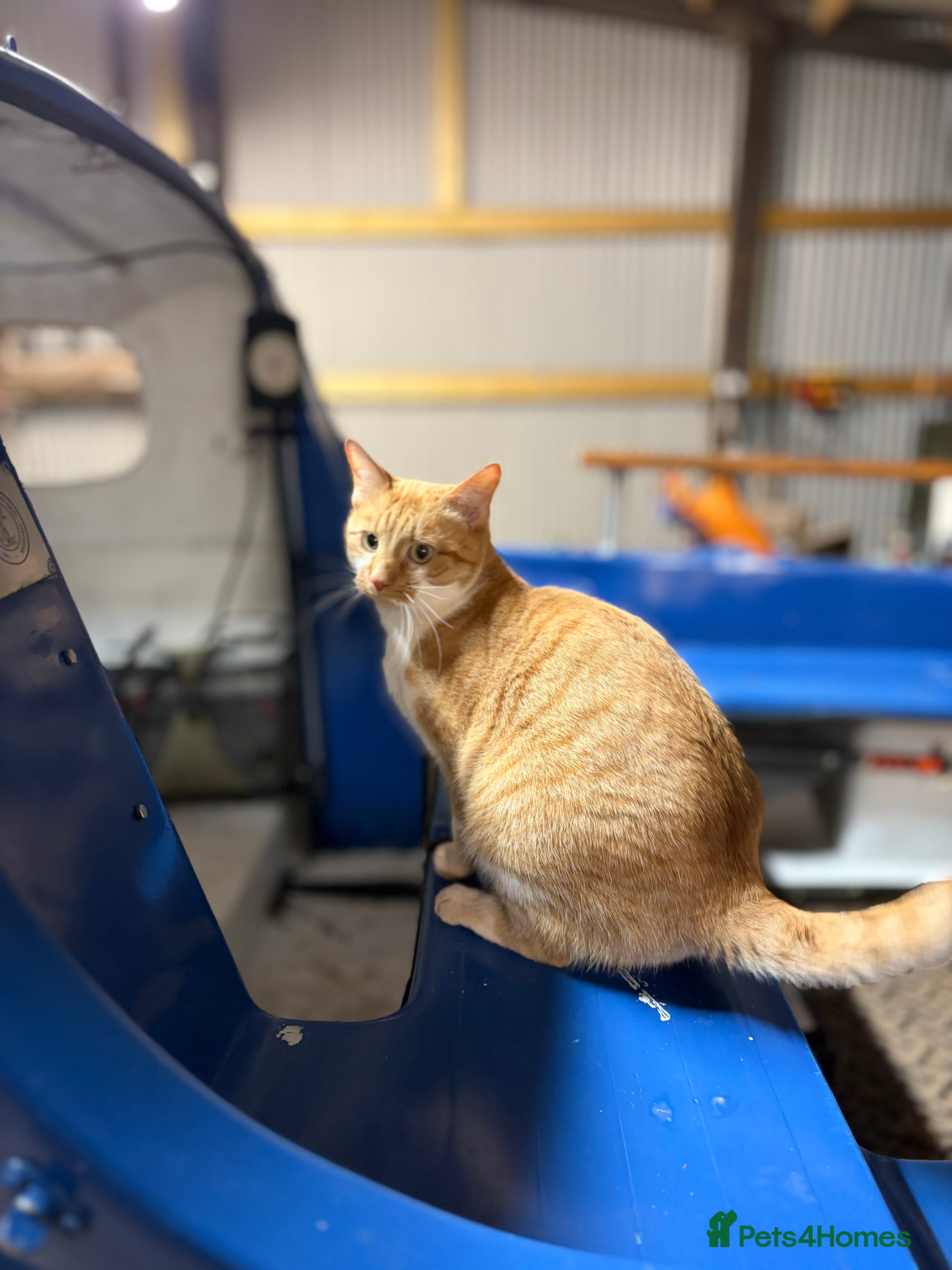 Devon Rex cats Playful, Affectionate Young Male Cat - Advert 2