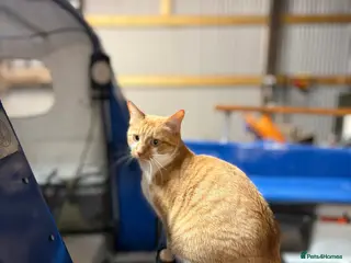 Devon Rex cats Playful, Affectionate Young Male Cat - Advert 2