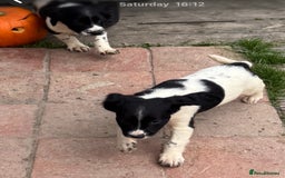 English Springer Spaniel dogs for sale: KC Calm English Springer Spaniel Puppies - Image 17