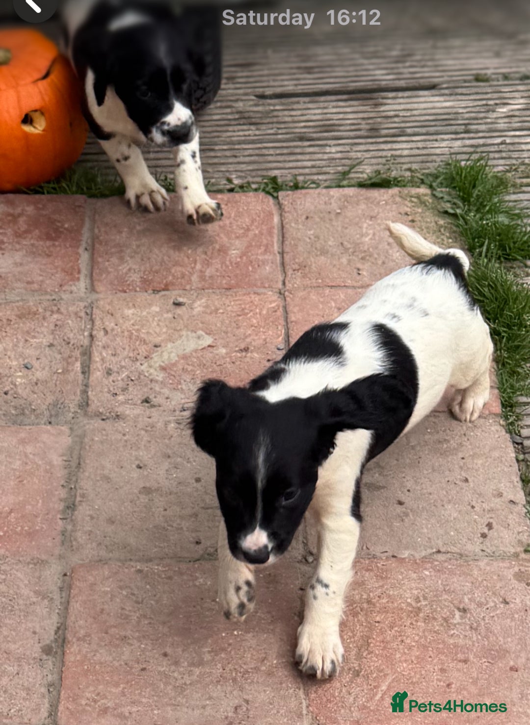 English Springer Spaniel dogs for sale: KC Calm English Springer Spaniel Puppies - Image 17