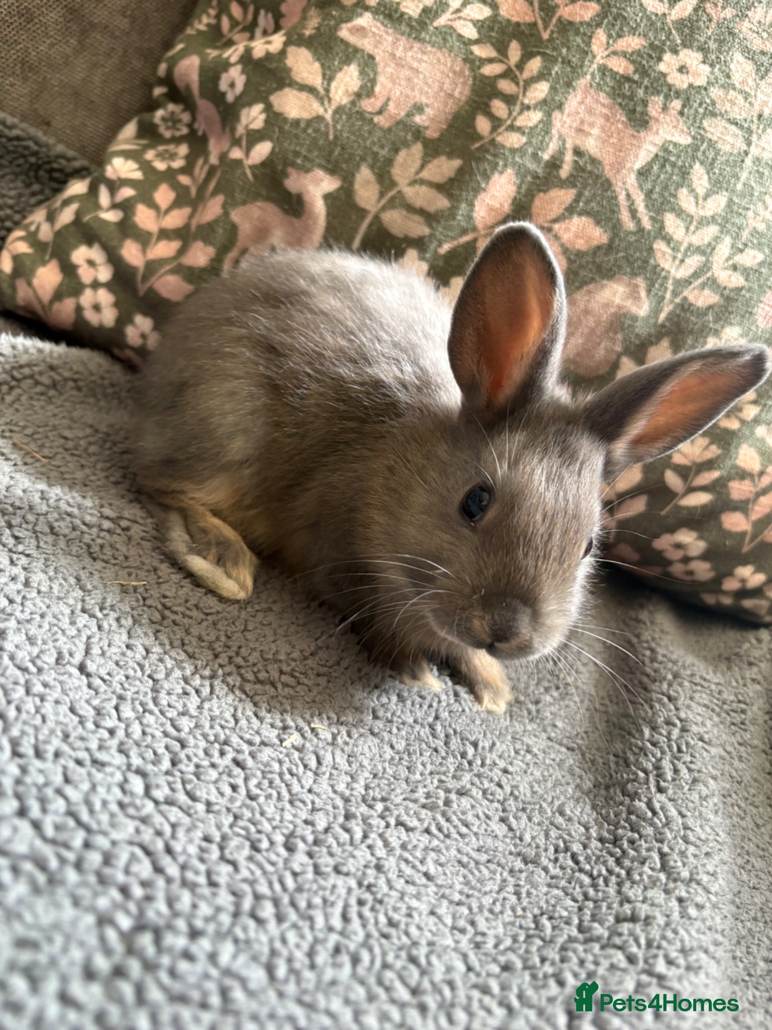 Mixed Breed rabbits Adorable Baby Buck Rabbits for Sale - Advert 23