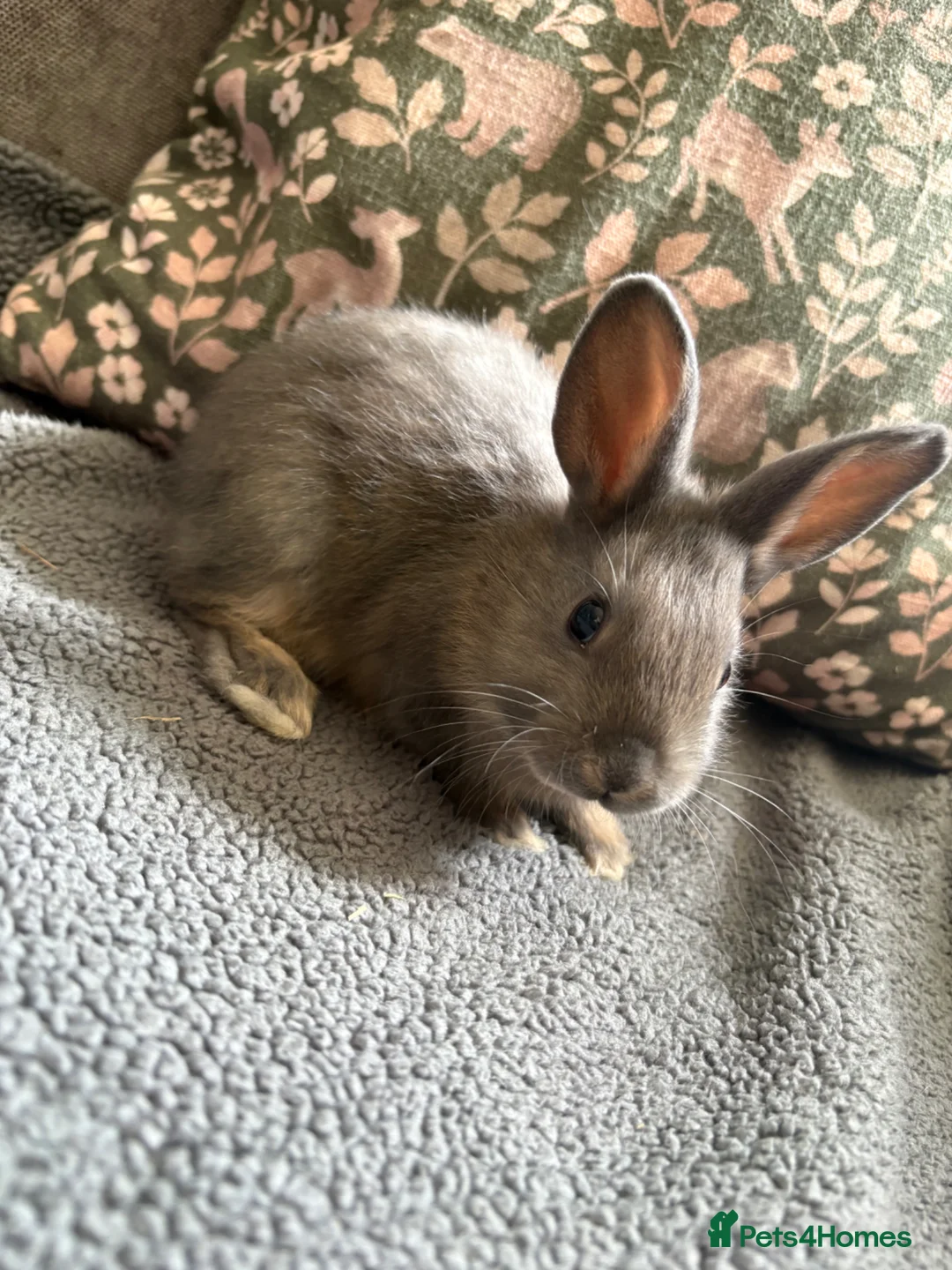 Mixed Breed rabbits for sale: Adorable Dutch Cross Baby Buck Rabbits for Sale in Stoke-on-Trent - Advert 2