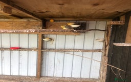 Canaries birds for sale: Canaries for sale  - Image 3