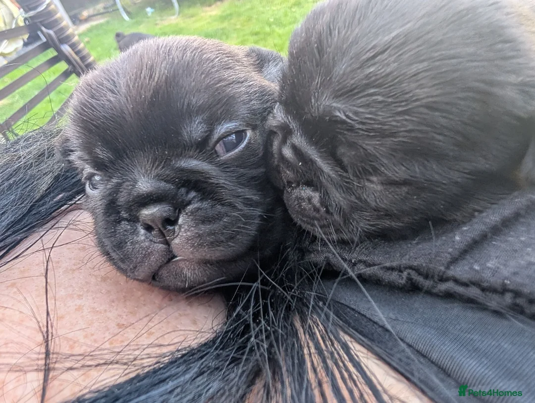 Frug dogs for sale: Pug Frenchies (frug) in Truro - Advert 2