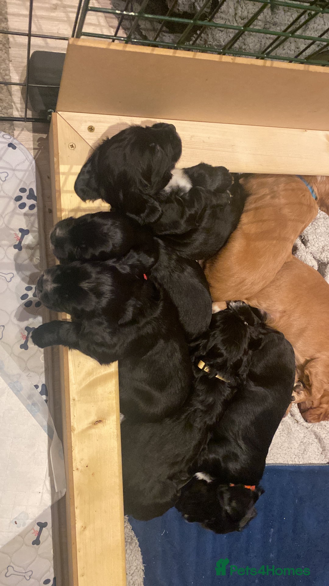 Cocker Spaniel dogs for sale: Cocker Spaniel Puppies - Advert 16