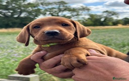 Labrador Retriever dogs for sale: Ready to leave - Exceptional Fox Red Labradors  - Image 37