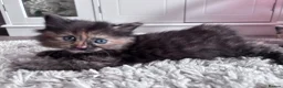 Mixed Breed cats for sale: Beautiful fluffy kittens - Advert 3