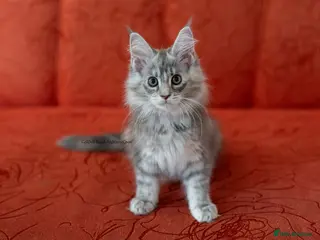 Maine Coon cats READY NOW GCCF Registered Maine Coon Kittens - Advert 1