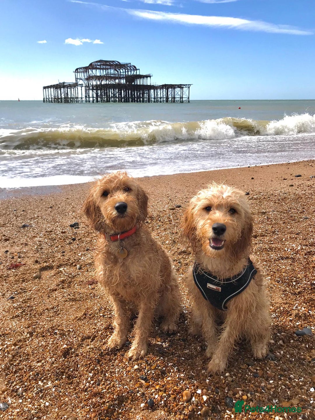 Mini Goldendoodle dogs for sale: F1 Mini's via Licensed Breeder & Police K9 Trainer - Advert 18