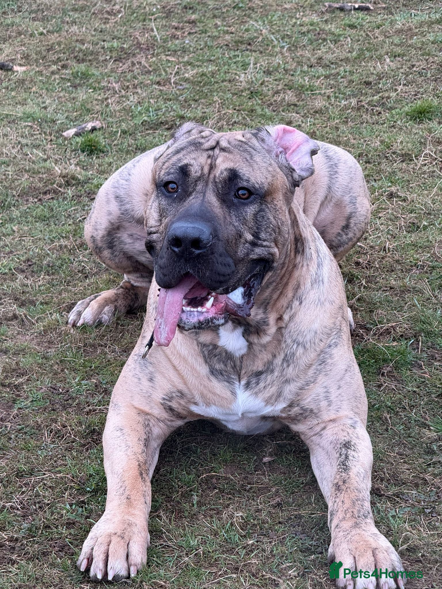 Canaries birds Kane looking for girlfriend - Advert 4