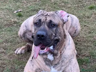 Canaries birds Kane looking for girlfriend - Advert 4