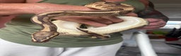 Python Snake reptiles for sale: Ball python  - Advert 1