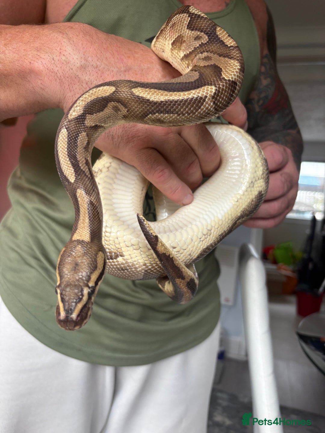 Python Snake reptiles for sale: Ball python  - Image 1
