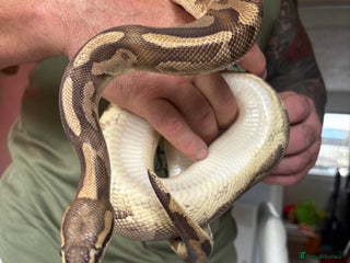 Python Snake reptiles - Advert 17