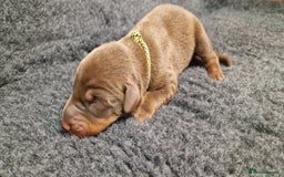 Dobermann dogs for sale: Top line doberman puppies - Image 4