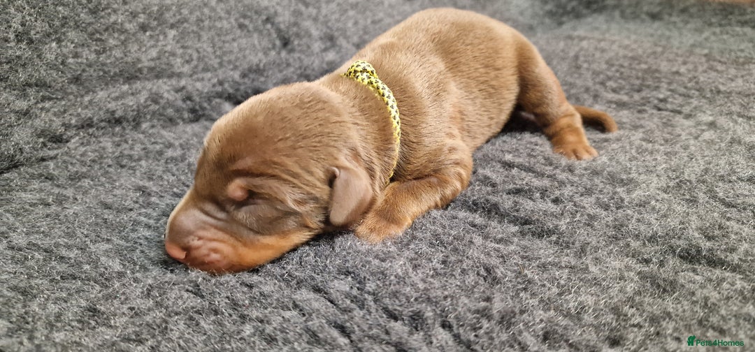 Dobermann dogs for sale: Top line doberman puppies - Image 4